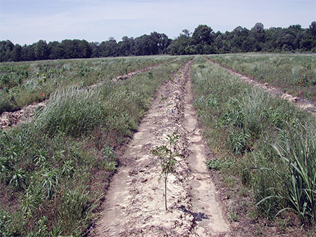 Rows of planted seedlings separated by rows of green vegetation. 