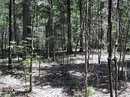 A forest area with small and large trees and a fairly vegetation-free floor.