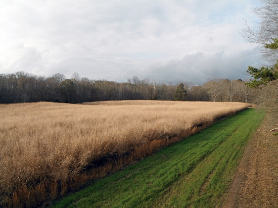 Agricultural field with tall, brown grass next to a strip of short, green grass.