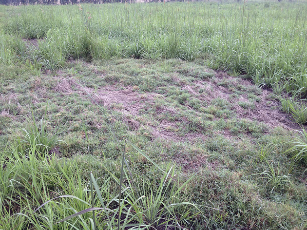 A dead patch of grass surrounded by taller green grass.