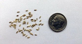 Several tiny seeds next to a dime for size comparison.