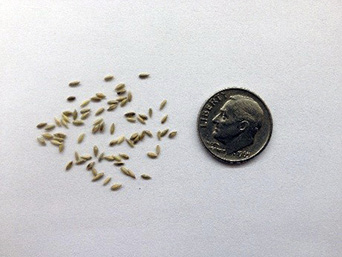 Several tiny seeds next to a dime for size comparison.