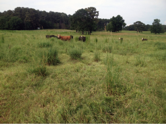Cows roam in a green field. 