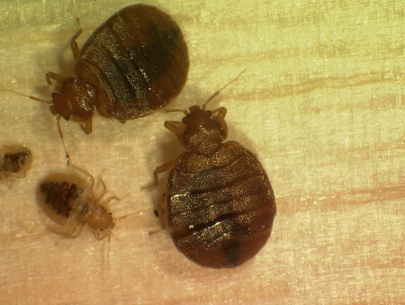several small, oval-shaped bed bugs. 