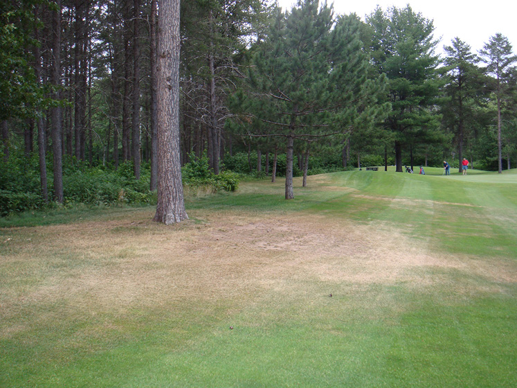 A stand of pines next to turfgrass. The grass around the base of the pinetrees is brown and appears dead. 