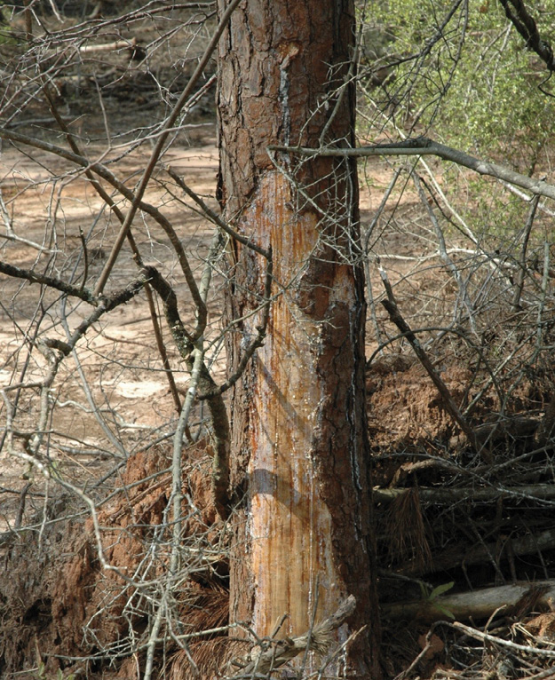 Tree trunk with missing bark surrounded by limbs, roots, and underbrush.
