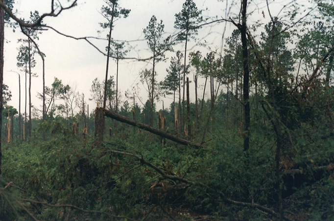 Several pine trees with trunks completely broken off and one that has split and fallen over.