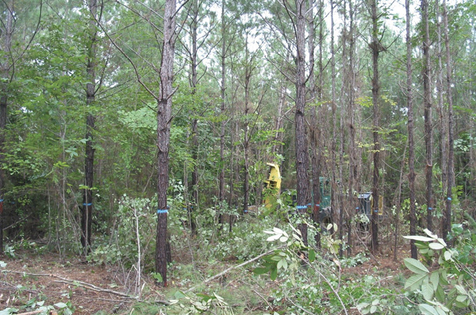 Machinery in a dense pine tree stand with underbrush.