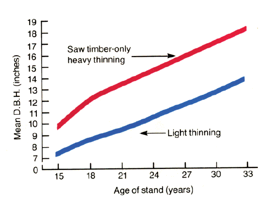 Line graph showing mean DBH from 0-19 inches and age of stand from 0-33 years. The growth response from light thinning is roughly 4 inches below the growth response from saw timber-only heavy thinning at all ages.