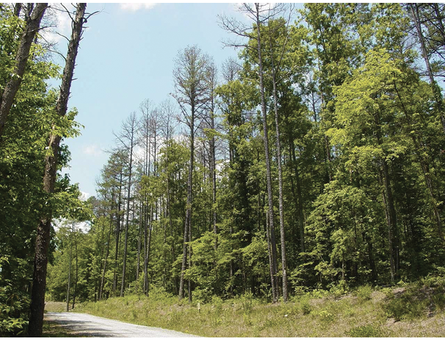 Pine bark adelgid becoming active in white pines - MSU Extension