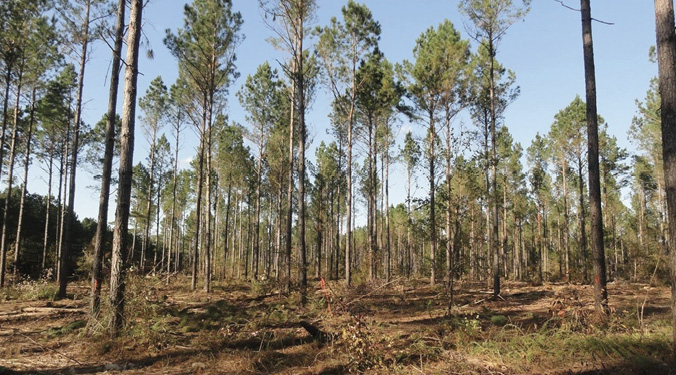Widely spaced pine trees with mostly bare ground.