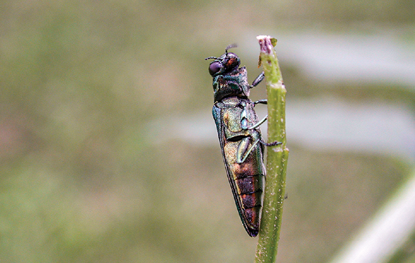 Photograph of an adult EAB. Photo is focused with the underside of the EAB, showing the rust color at the dull pointed rear end. The rest of the EAB has a light green tinge. 