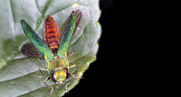 Photo of an adult EAB with the focus on the top part of the EAB. The wings of the EAB are an iridescent green and yellow color. Under the wings, part of the body, there is an iridescent red color. The head of the EAB is lighter than the wings in color, showing more yellow than green. 