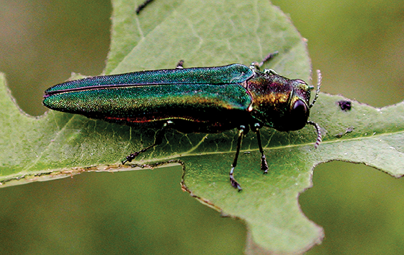 Photo of an EAB with its wings closed. The wings have an iridescent blue and green sheen. 