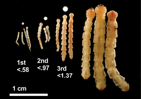 Photo of EAB larvae in different stages with size comparison. The larvae are enlongated, with distinguished segmenting. 