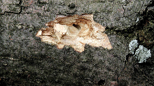 Photo of a tree with woodpecker damage. There is a hole within the tree, and, around that hole, there is a lighter patch of wood. 