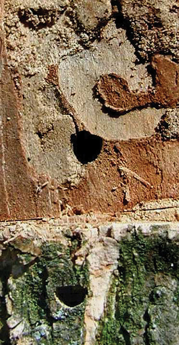 Close-up of D-shaped exit holes in tree bark.
