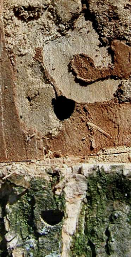 Close photo of exit holes. These holes are dark in color, but not completely round in shape. The top of the hole is flatter while the bottom part is rounded.