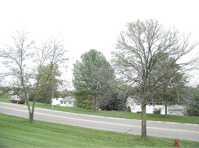 Photo of two trees with crown dieback. The trees are otherwise bare which is a stark contrast to the trees in the background. 