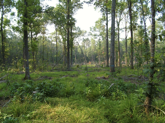 Open forest area of red oaks that feature large gaps of space between to trees to increase growth and mobility for animals.
