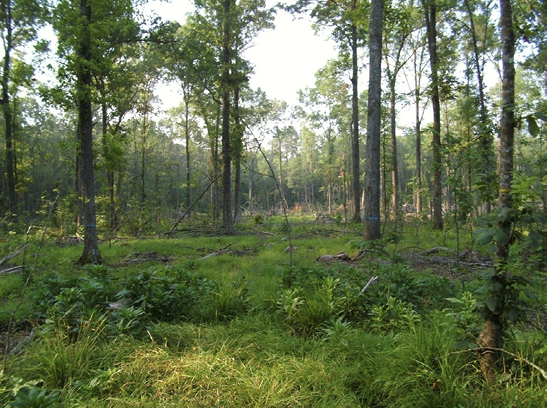 Nine Reasons to Plant an Oak - Edge Of The Woods Native Plant Nursery, LLC