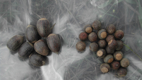 Nuttall acorns are oval in shape and feature light brown spots on their bottoms. Cherrybark acorns are lighter in color. They are small, spherical and also feature a light brown circle on the bottom.