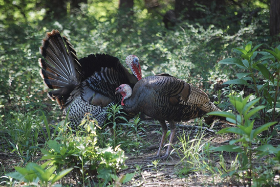 Wild turkeys pictured near oak trees searching for food.