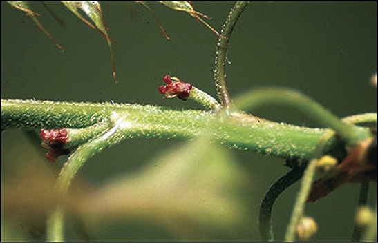 Oaks produce both male and female flowers. The female flower shown located on the axils of the leaves has a small red bloom. 