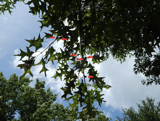 Branches of a Shumard oak tree are back lit to create an outline of mature acorns in the distance.