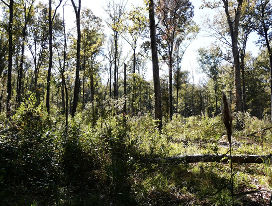 Landscape of oak trees in forest, featuring one fallen tree truck in the foreground.