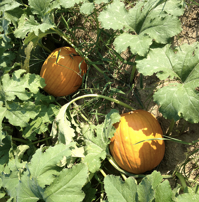 Two pumpkins growing on vines.