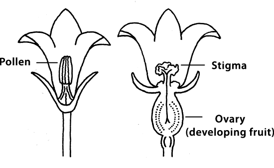 Diagram of male and female pumpkin plants' reproductive parts. Male pumpkin plants have pollen in the center of the flower. Female plants have a stigma in the center of the flower and an ovary (developing fruit) at the base of the flower.