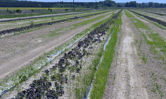 Rows of grassy yellow nutsedge pops up in rows alongside the propagation areas for sweet potato. 