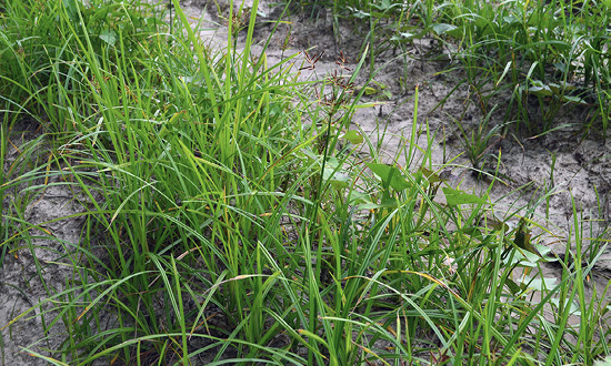 A close up shot of a row of yellow and purple nutsedge. The green, grassy plant is very overgrown.