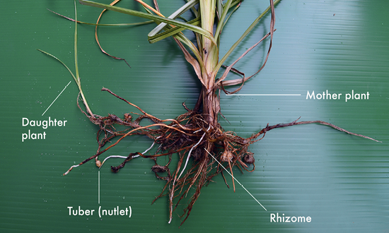 A singular nutsedge shoot is removed from the ground displayed with exposed roots. The parts of the plant are labeled to detail the locations of the daughter plant, tuber, and rhizome.