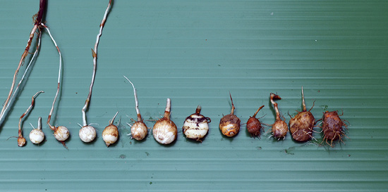 Yellow nutsedge tubers are lined up from least amount of growth to the most mature amount of growth.