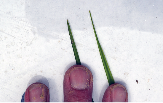 A hand shows two singular leaves of purple and yellow nutsedge, with one leaf blade featuring a sharper tip than the other.