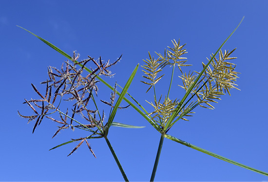 Purple and yellow nutsedge present stem-like blooms in their respective colors.