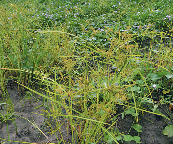 A close up view of the foliage produced my rice flatsedge which is yellowis-green