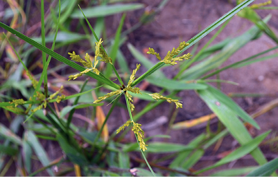 A large bush of yellow green rice nutsedge overtakes an area of the sweet potato field.