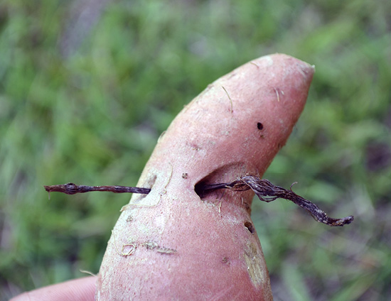 A close up view of how nutsedge can enter one side of a sweet potato and grow out the other side.