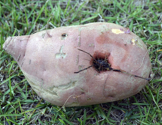 A nutsedge plant has burrowed into the side of a sweet potato.
