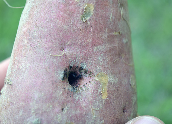 A close up view of a nutsedge tuber growing out the side of a sweet potato.