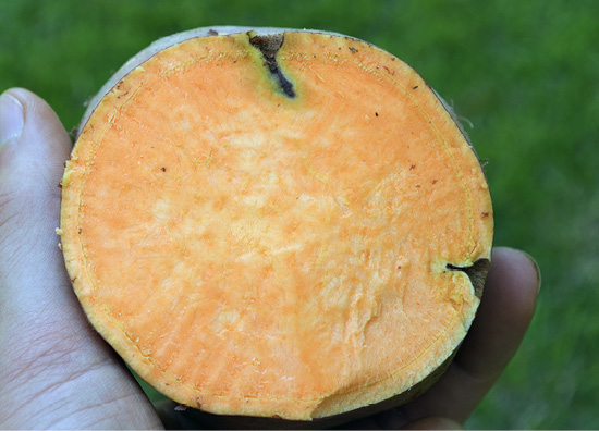 A cut sweet potato shows where nutsedge growth has infiltrated the side and inside of the of the vegetable.