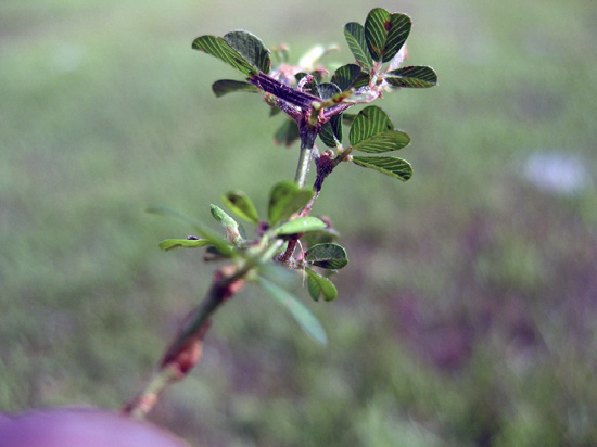 A stem with green leaves with prominent lighter veins that give the leaves a striped appearance.