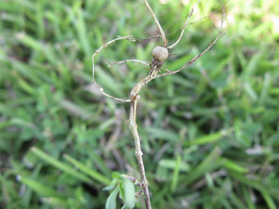 A grass root with a small nodule.