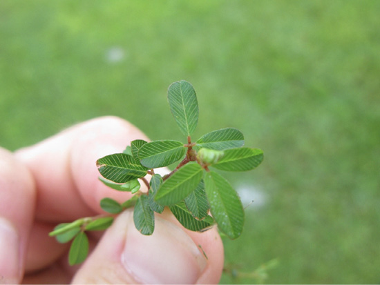 A stem of lespedeza with trifoliate leaflets.