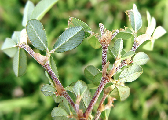 A stem of lespedeza with downward-pointing stem hairs.