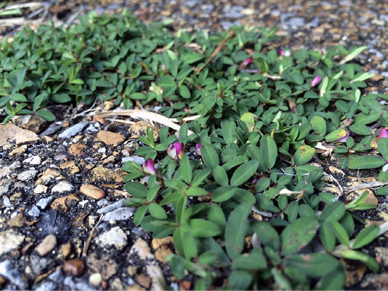 Common lespendeza growing across the ground with purple flowers in bloom. 