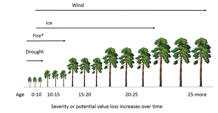 An image of trees increasing in size from left to right. The largest size represents the oldest trees at 25 years or older. The smallest trees are 0 to 10 years old. Arrows of decreasing length starting at the top display different risks to pine trees. The wind arrow reaches to the oldest trees. The Ice arrow reaches to the 20-25 year old trees. Fire reaches the 15 year old trees. Drought reaches the 10 year old trees. 